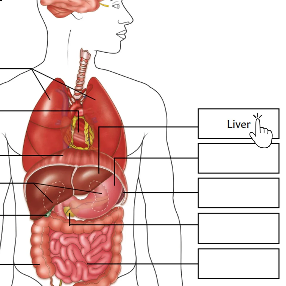 Anatomy Blank Printable