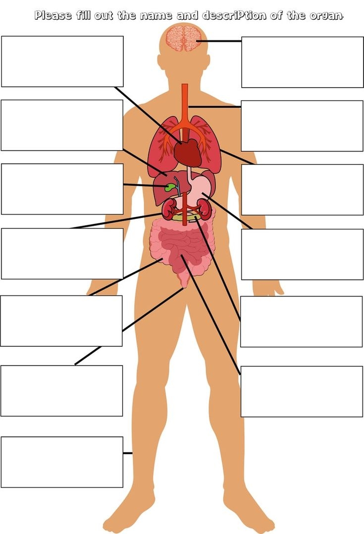 Anatomy Organs Blank Printable