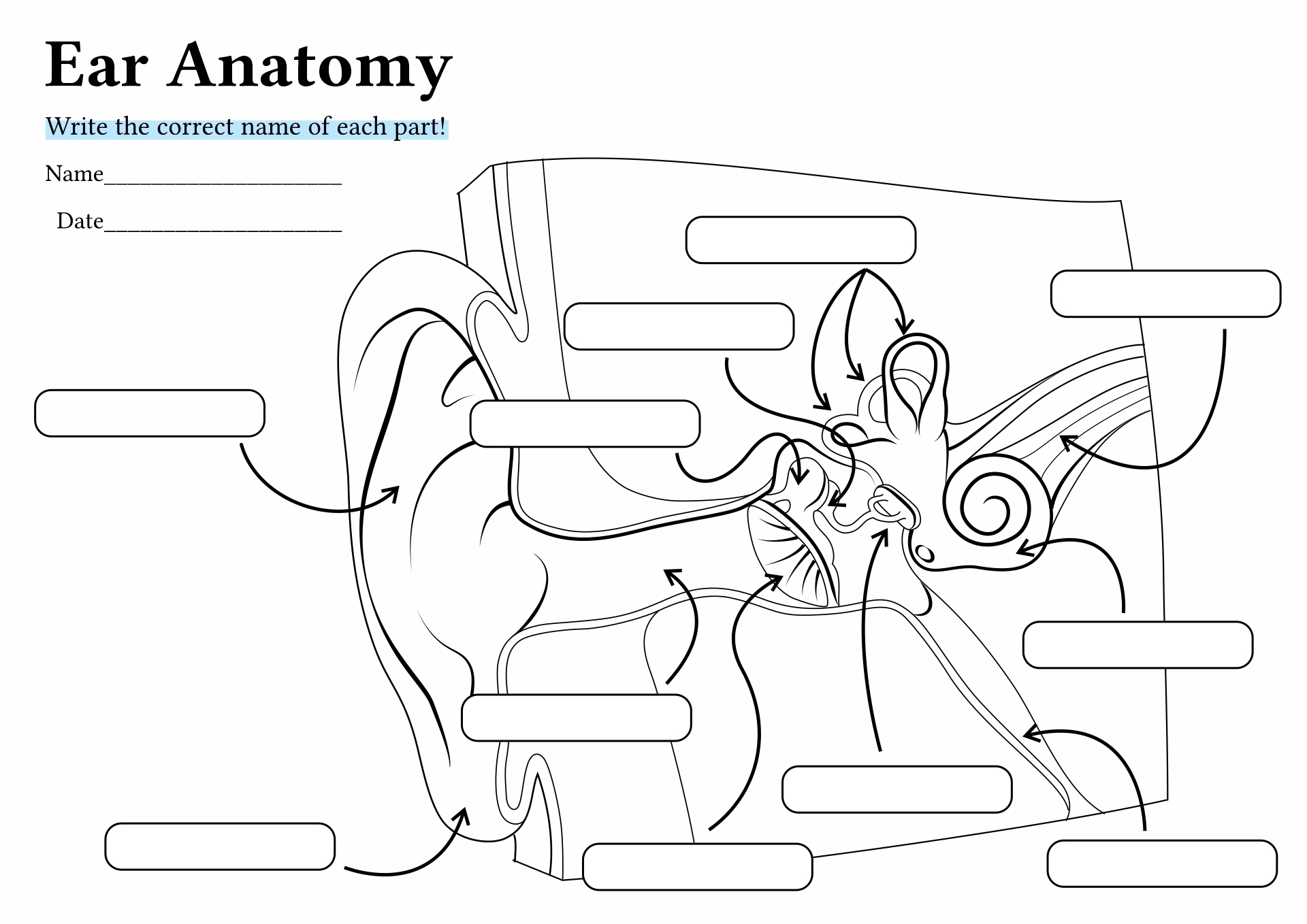Parts Of The Ear Fill In The Blank Worksheets Library