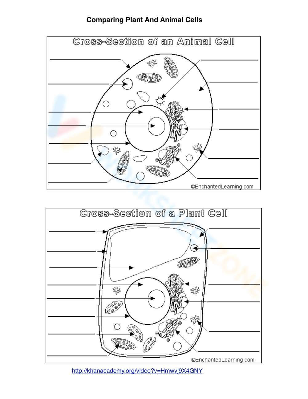 Printable Grade 7 Animal Cell Worksheets