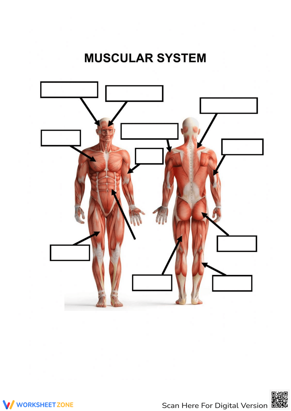 Unlabeled Printable Blank Muscle Diagram