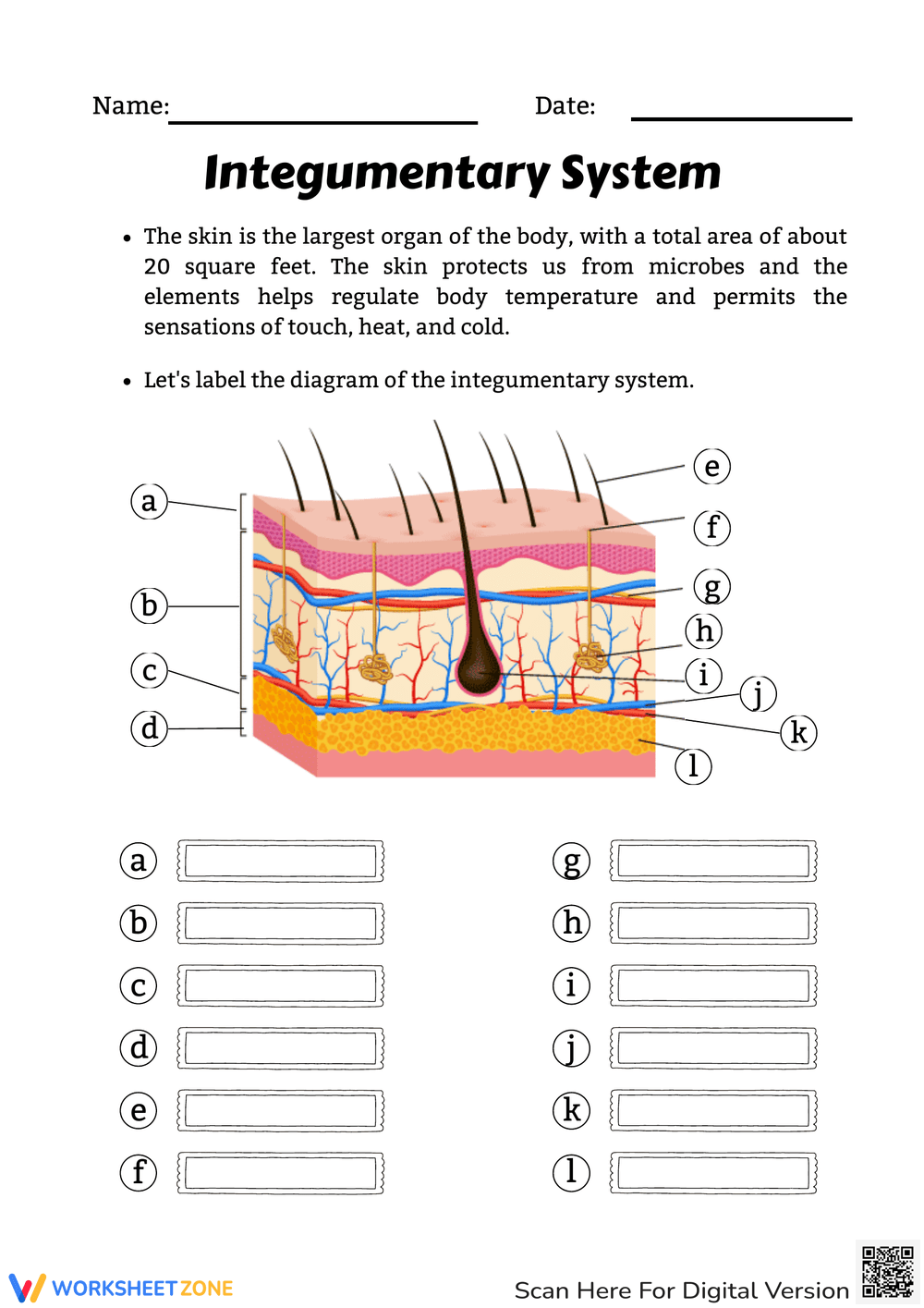 Printable Blank Skin Diagram Worksheet