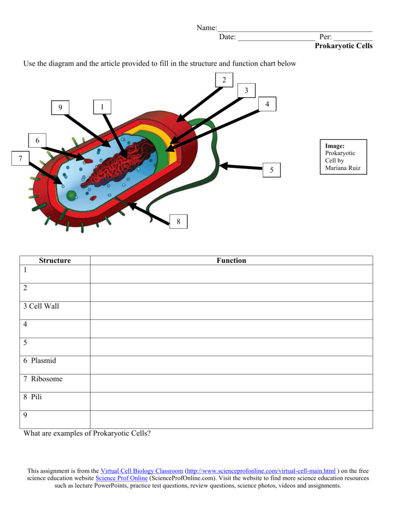 Bacteria Blank Diagram Printable