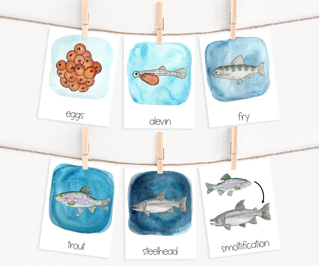 Rainbow Trout Life Cycle Printable Etsy Canada