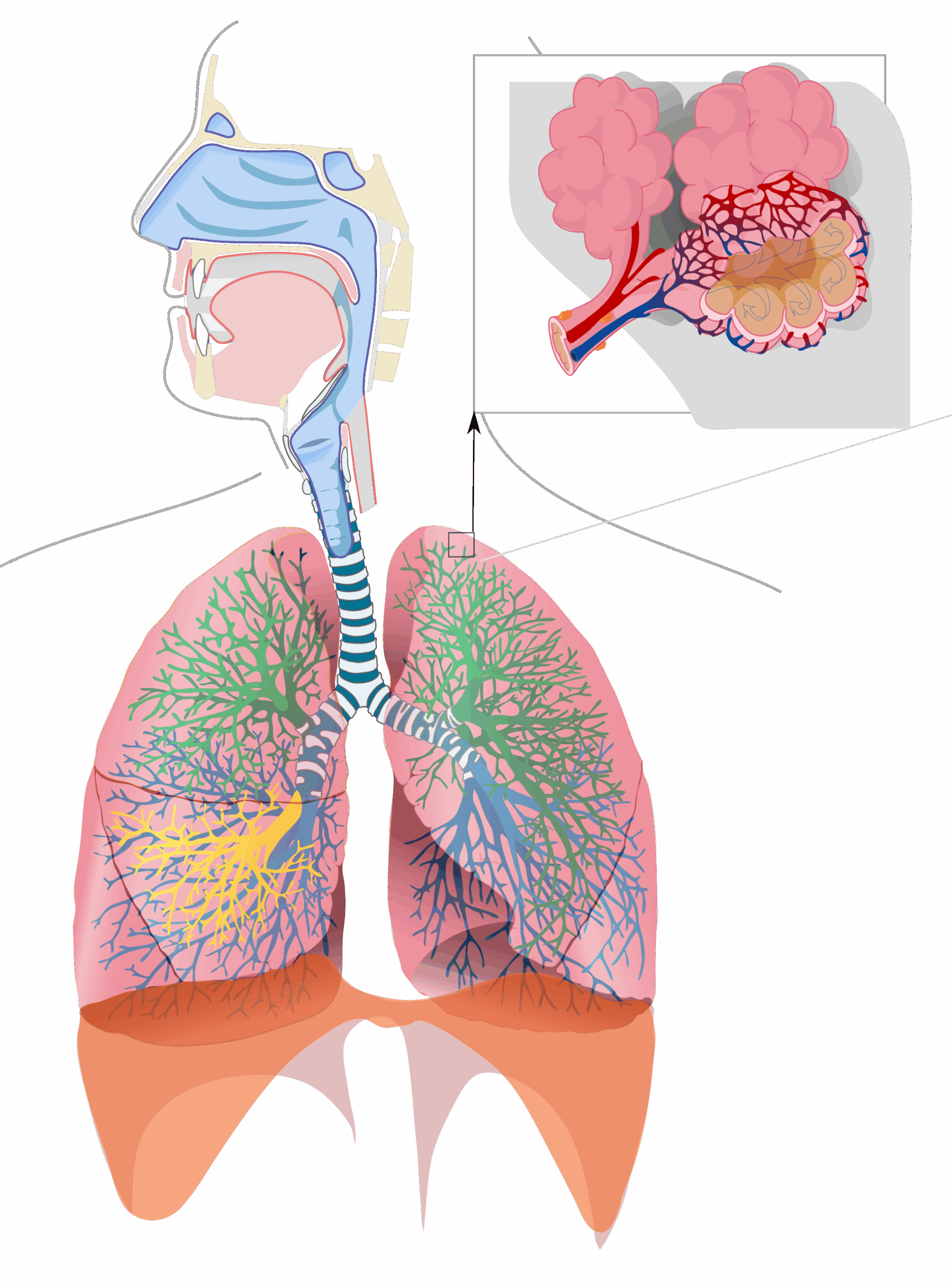 Respiratory System Diagram No Labels AnatomyTOOL