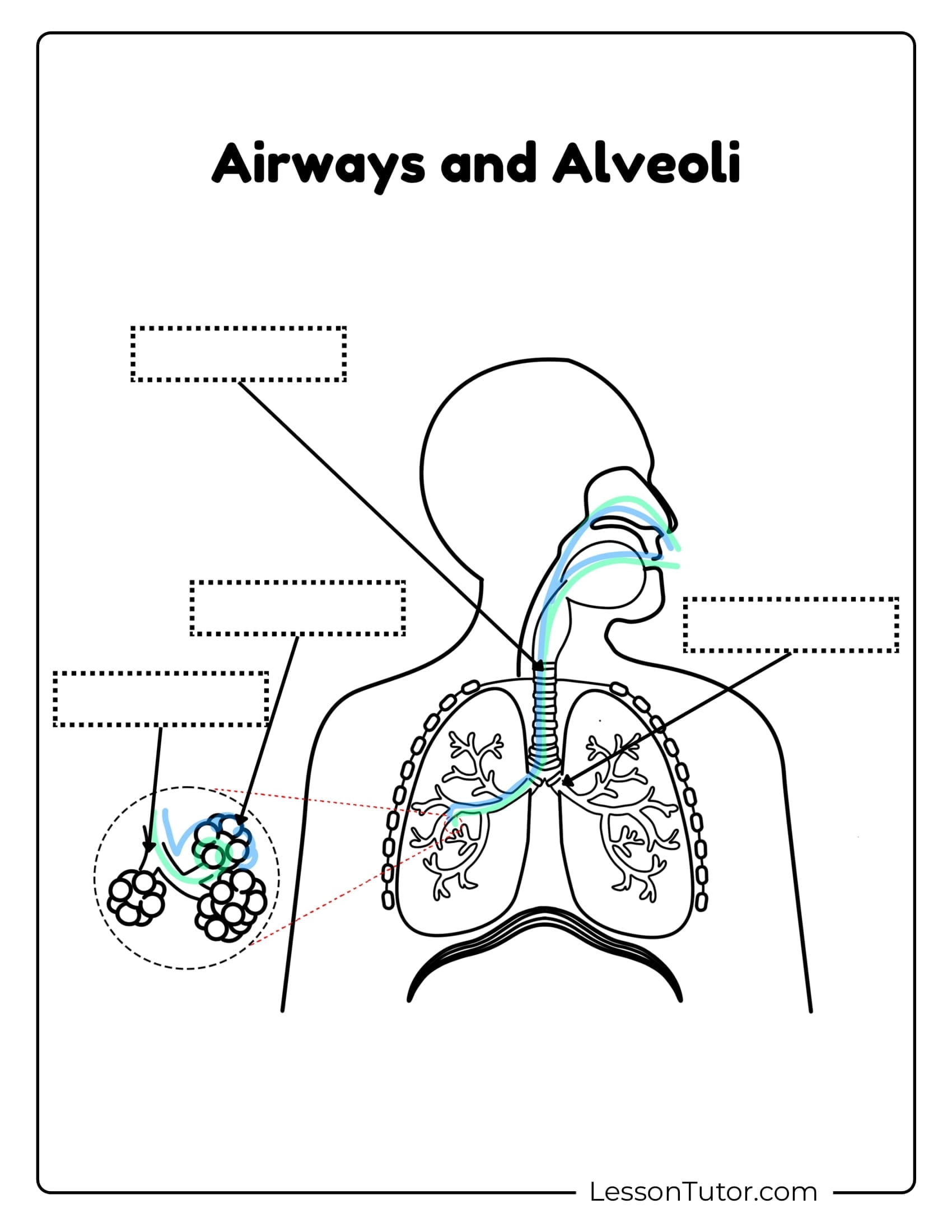 Printable Respiratory System Diagram Blank