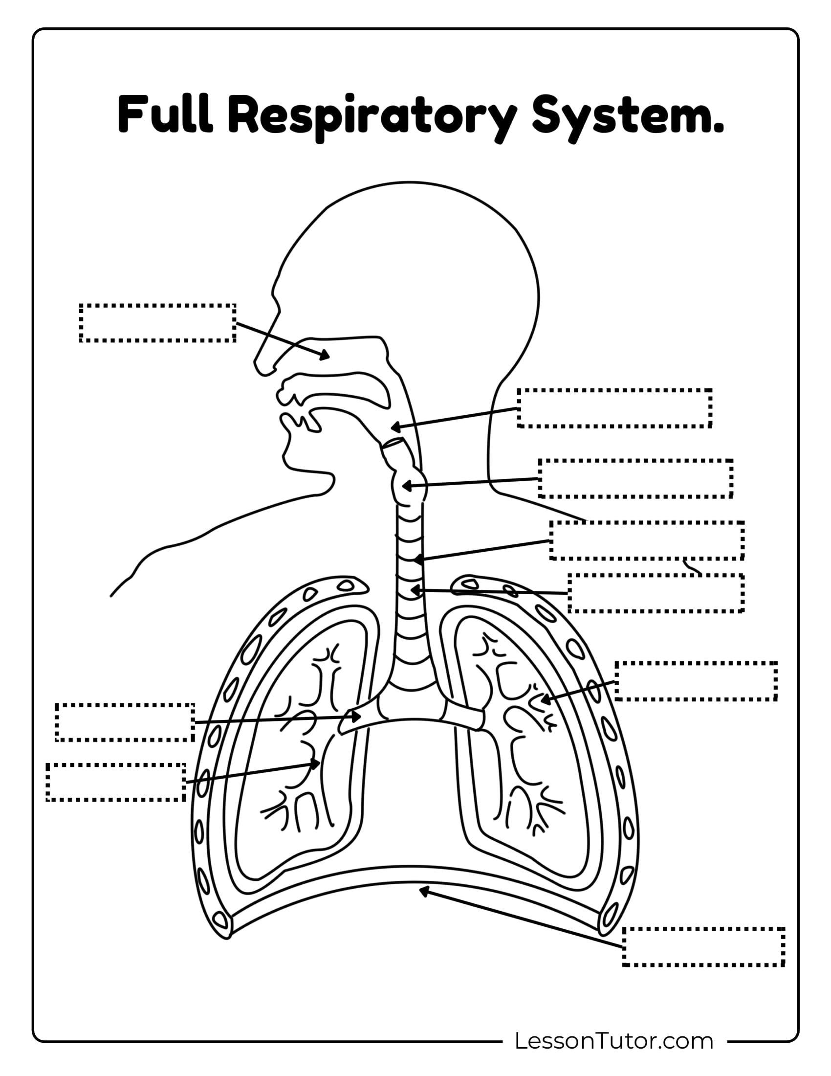 Respiratory System Worksheets Free Coloring Pages PDF 