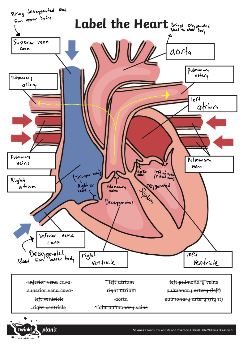Blank Printable Heart Labeling Activity