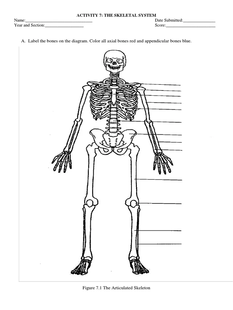 Skeletal System Labeling Activity PDF Skeleton Anatomy