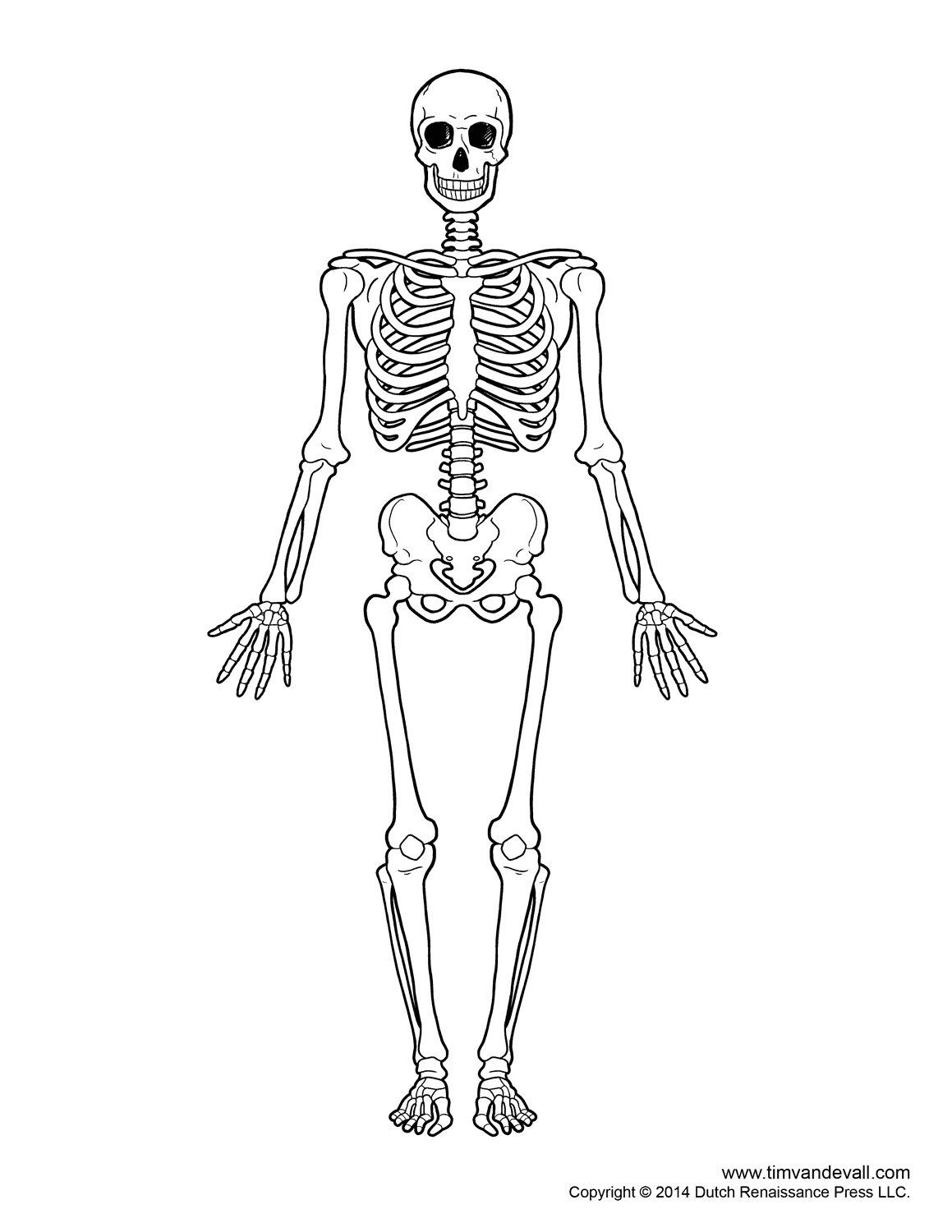 Skeleton Drawings Human Skeleton Anatomy Human Skeleton