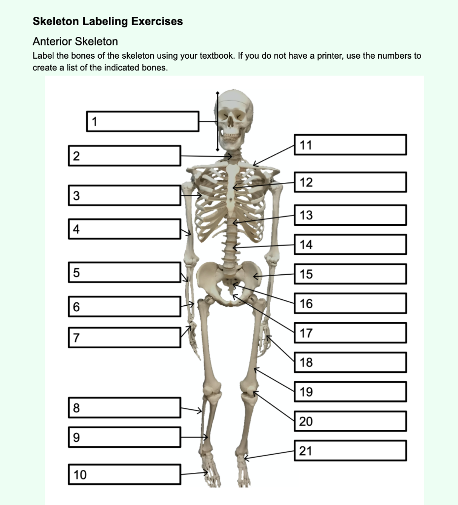 Solved Bone Names Axial Skeleton Bone Names Skull Bones Chegg 