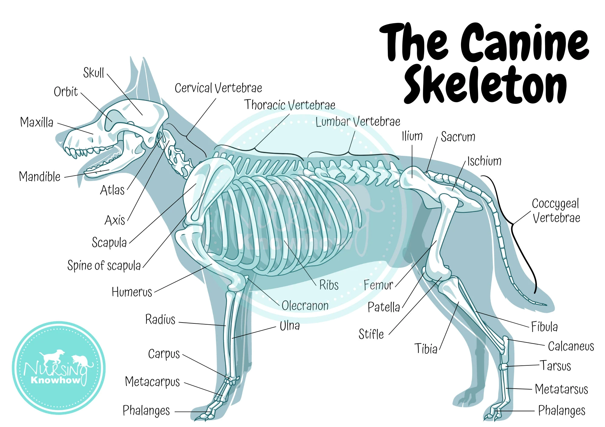 Printable Blank Anatomy Form K9