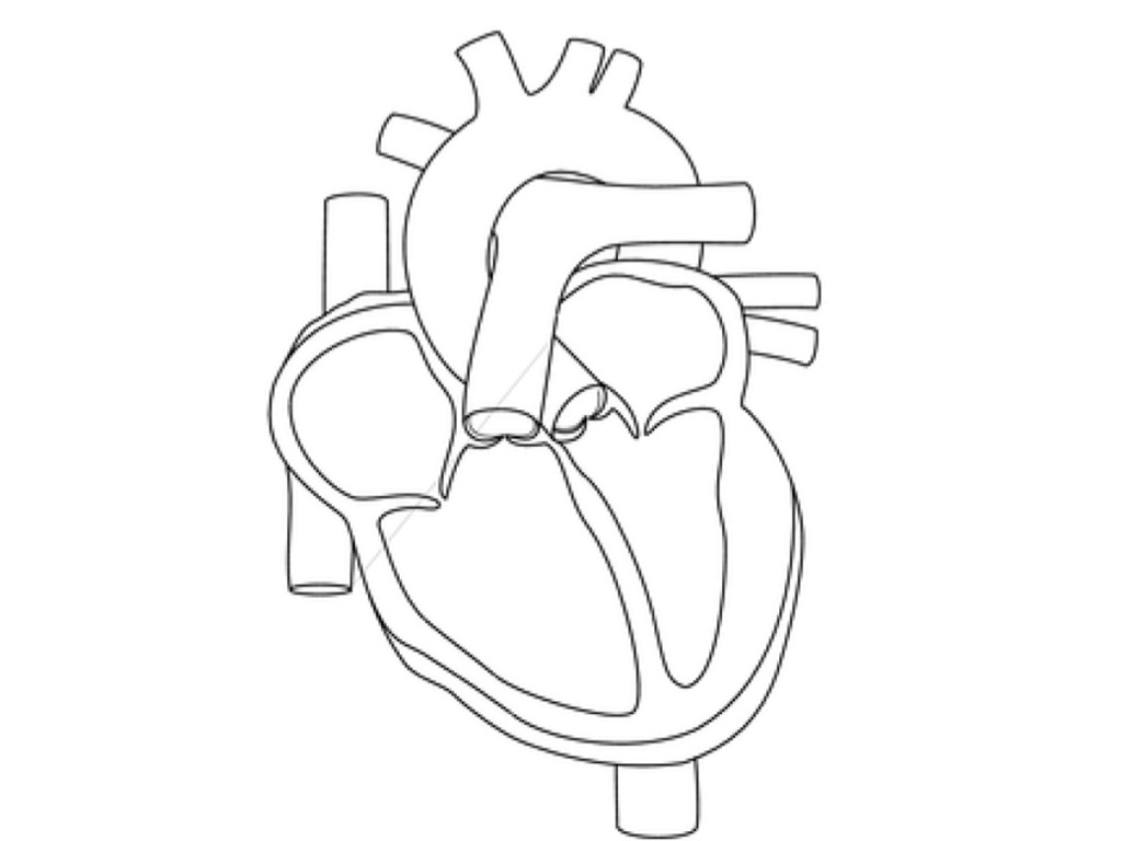 The Heart Anatomy ShowMe
