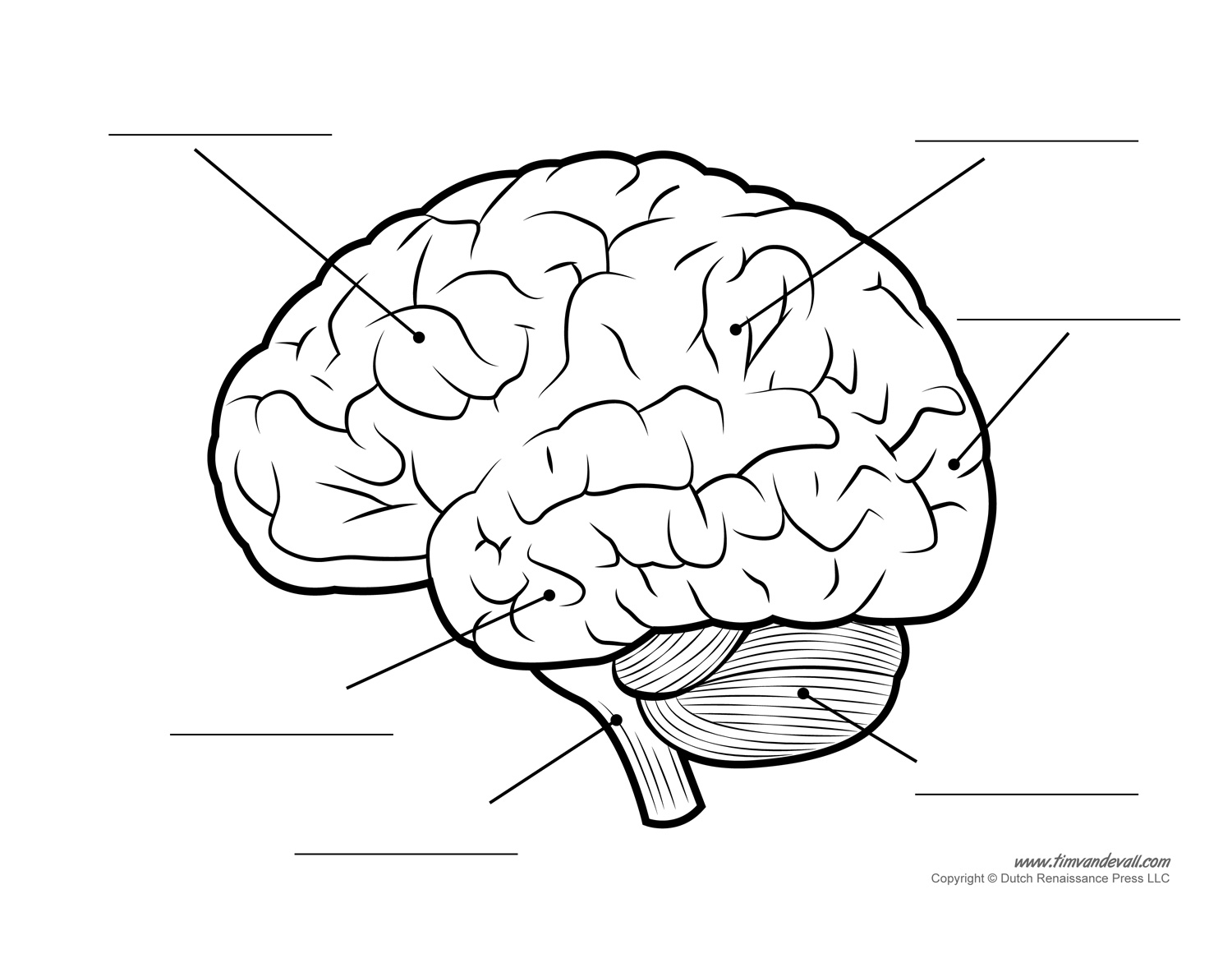The Human Brain Diagram Tim s Printables