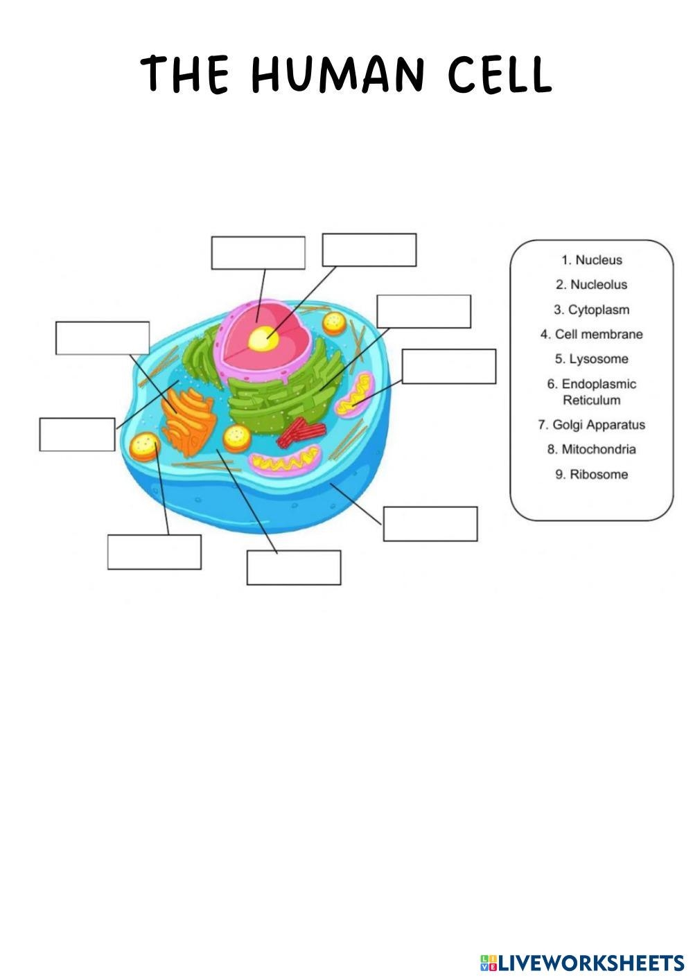 THE HUMAN CELL Free Interactive Worksheets 7195681