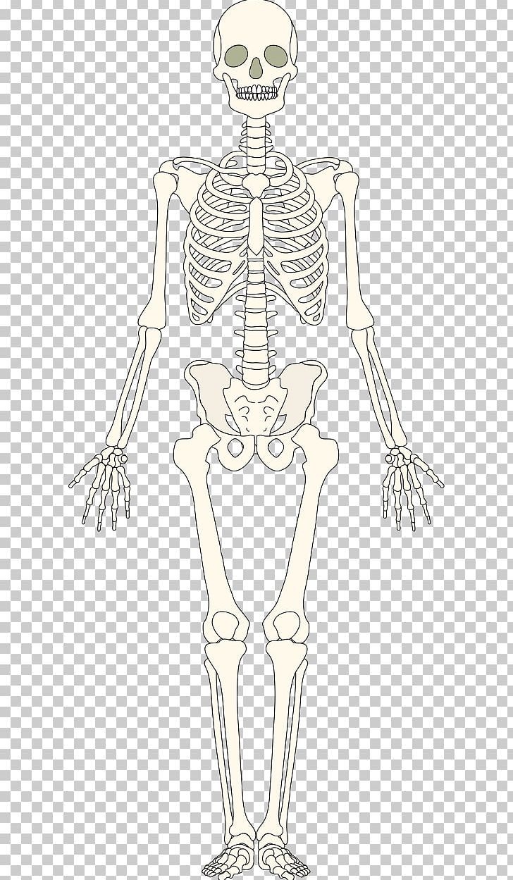 The Skeletal System Human Skeleton Bone PNG