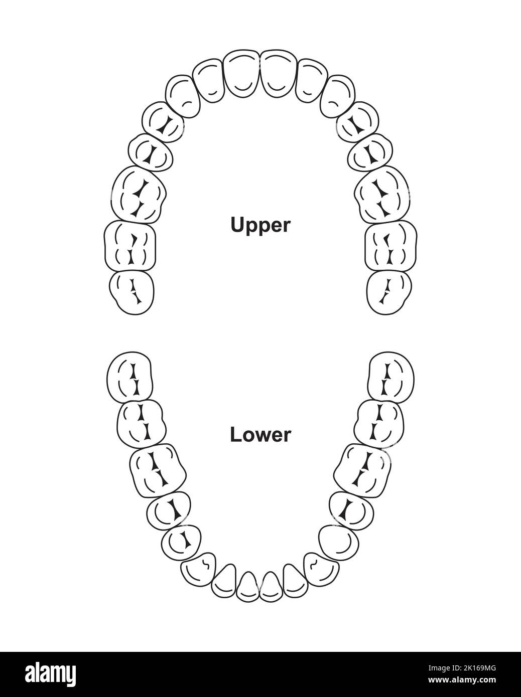 Tooth Chart Hi res Stock Photography And Images Alamy