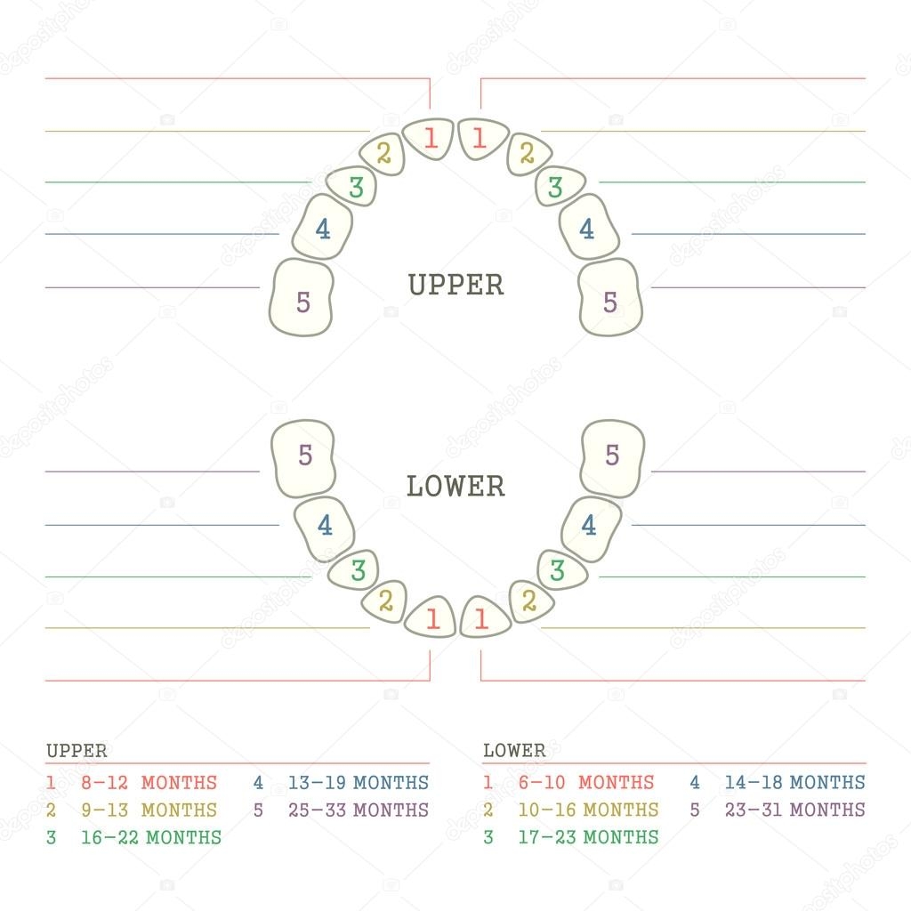 Tooth Chart Stock Vector By eveleen 72041771