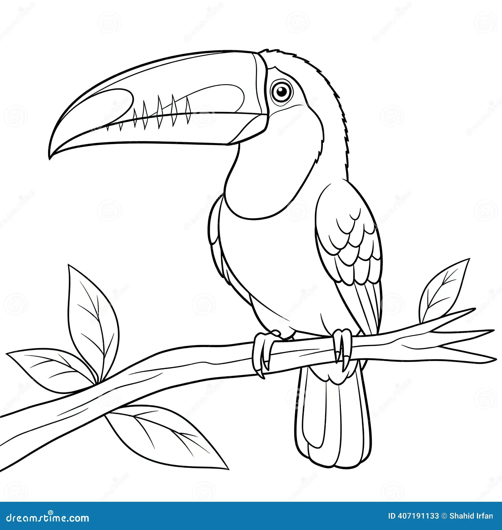 Toucan Coloring Stock Illustrations 954 Toucan Coloring Stock 