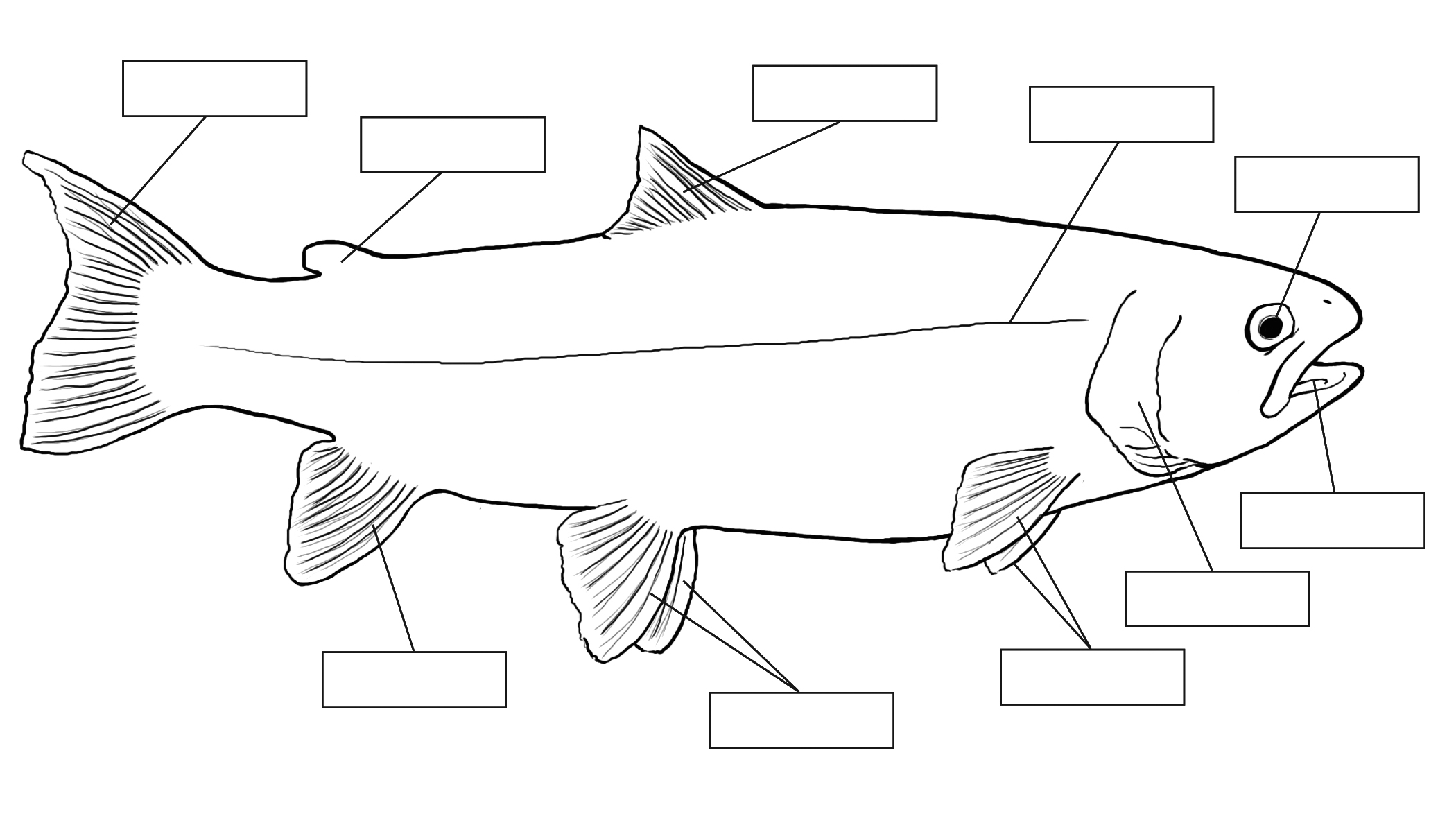 Trout In The Classroom Learning Sequence For K 5