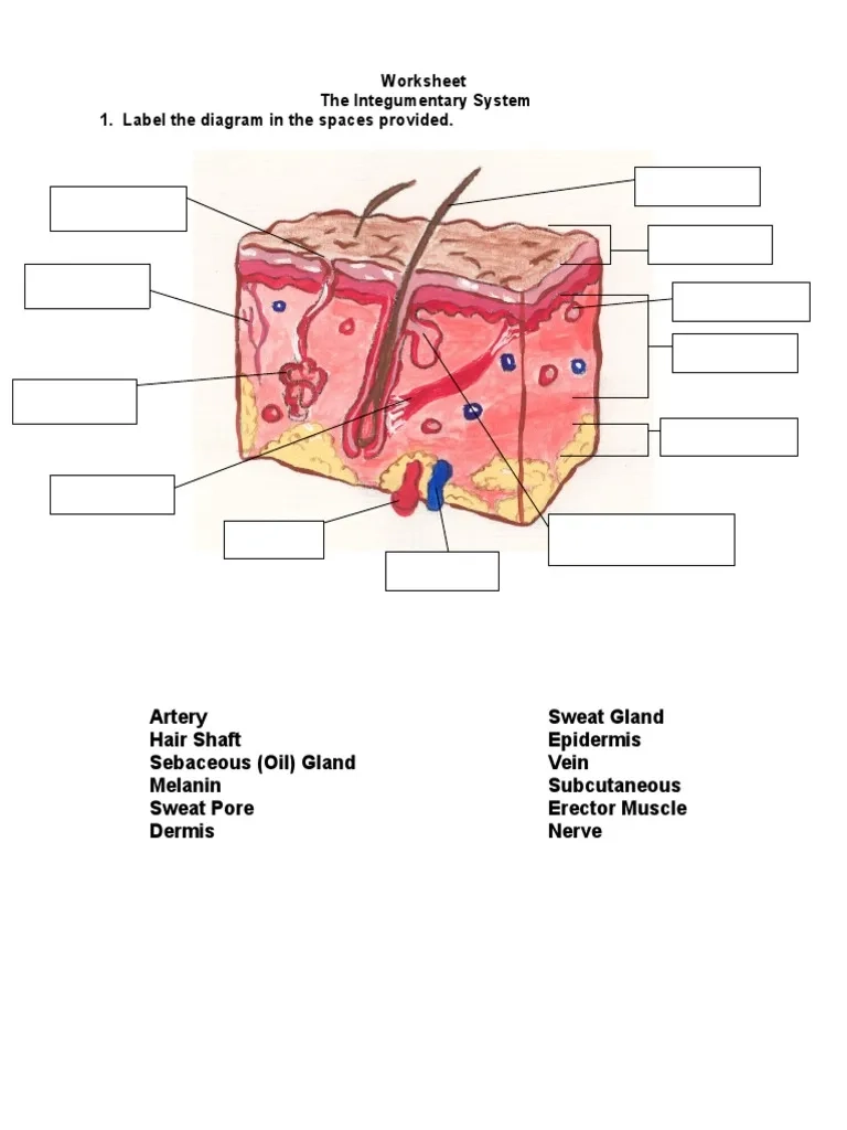 Worksheet The Integumentary System PDF